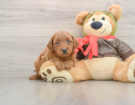 7 week old Mini Goldendoodle Puppy For Sale - Simply Southern Pups