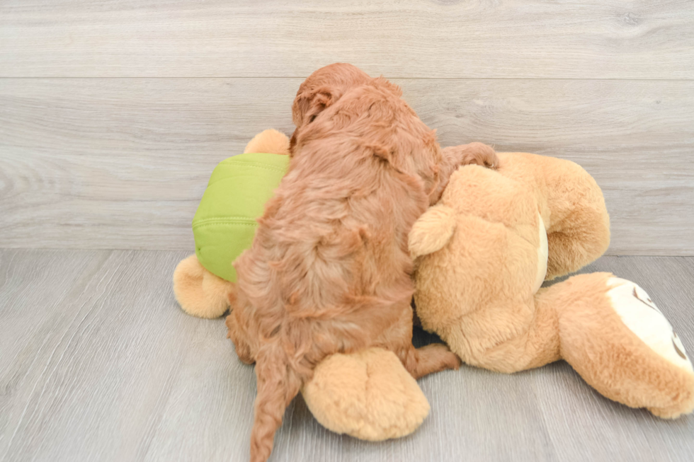 Best Mini Goldendoodle Baby