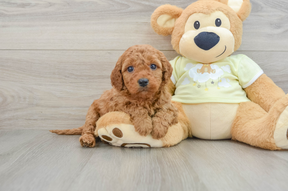 6 week old Mini Goldendoodle Puppy For Sale - Simply Southern Pups