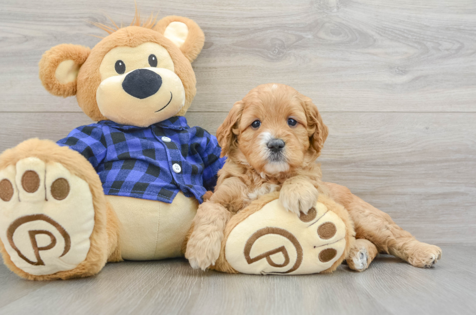 6 week old Mini Goldendoodle Puppy For Sale - Simply Southern Pups