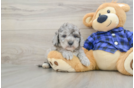 Mini Goldendoodle Puppy for Adoption