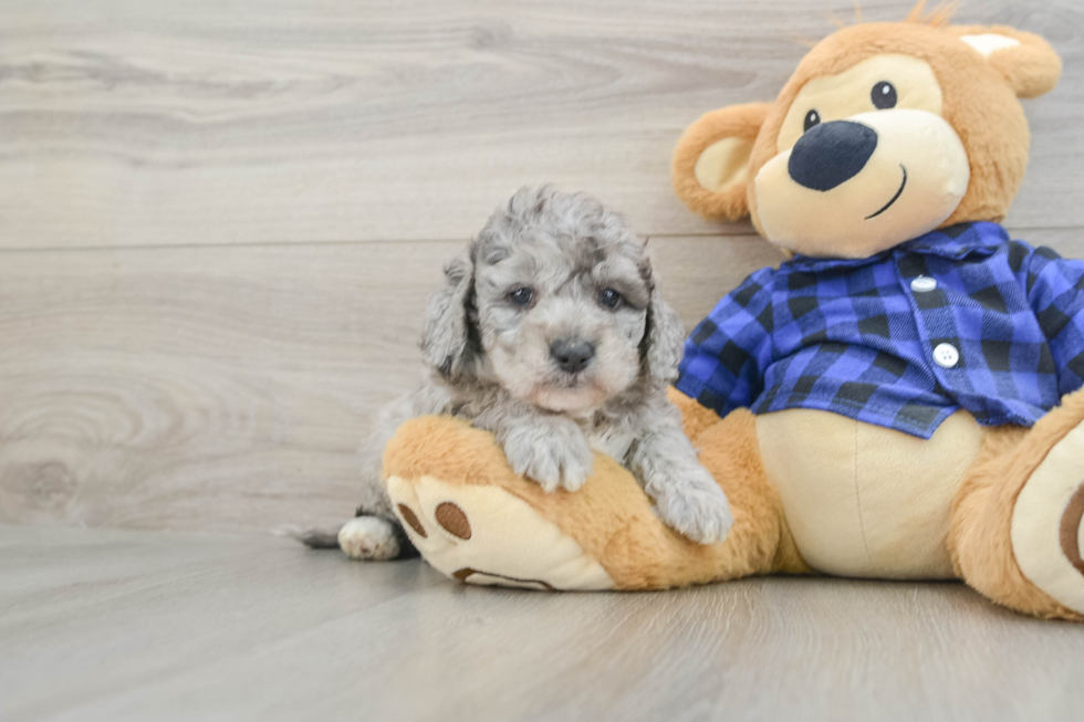 Mini Goldendoodle Puppy for Adoption