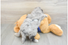 Petite Mini Goldendoodle Poodle Mix Pup