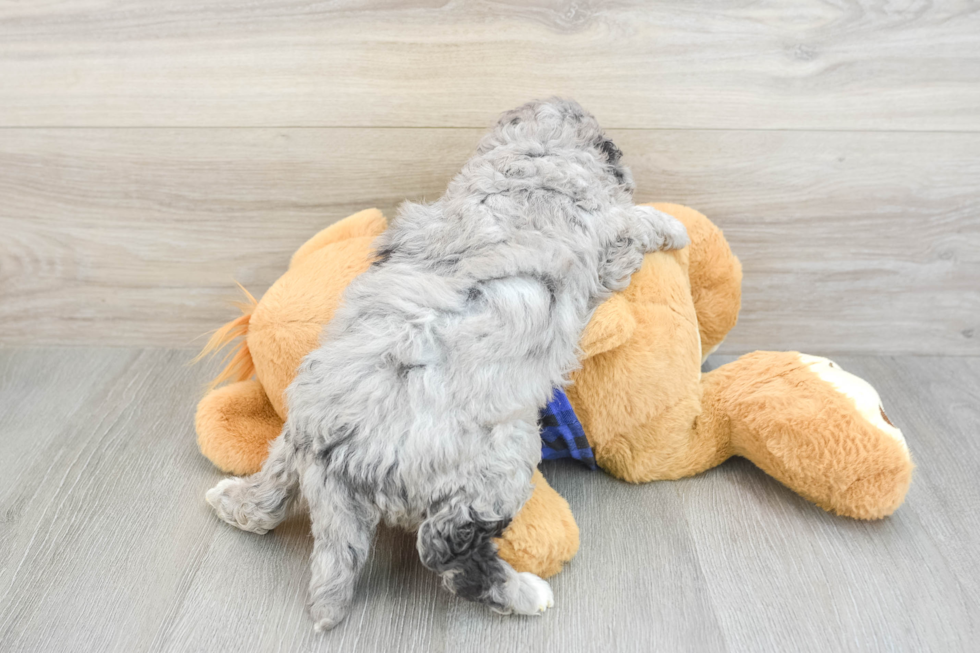 Petite Mini Goldendoodle Poodle Mix Pup