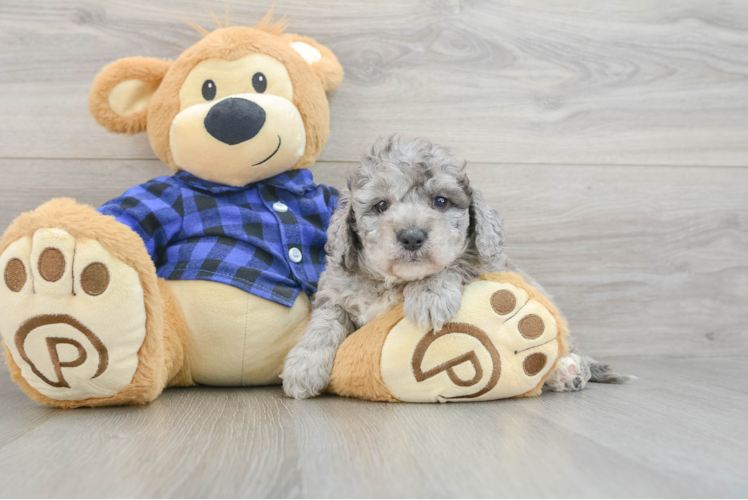 Petite Mini Goldendoodle Poodle Mix Pup