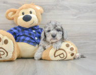 8 week old Mini Goldendoodle Puppy For Sale - Simply Southern Pups