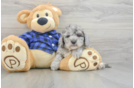 Petite Mini Goldendoodle Poodle Mix Pup