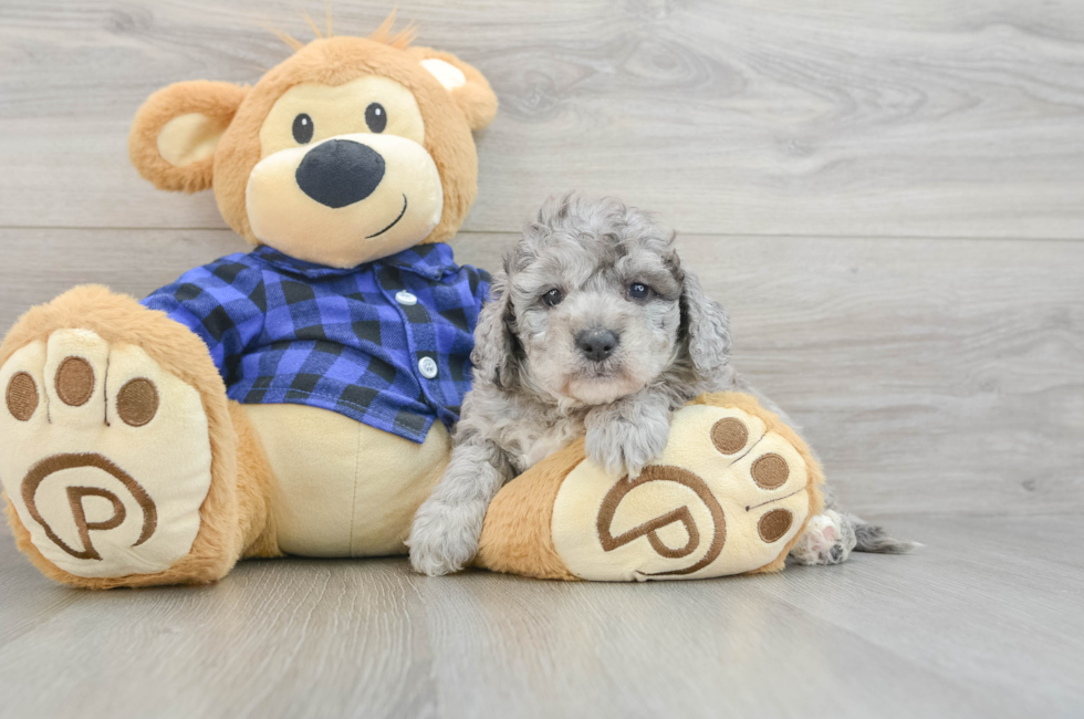 6 week old Mini Goldendoodle Puppy For Sale - Simply Southern Pups
