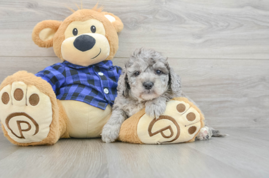 Petite Mini Goldendoodle Poodle Mix Pup