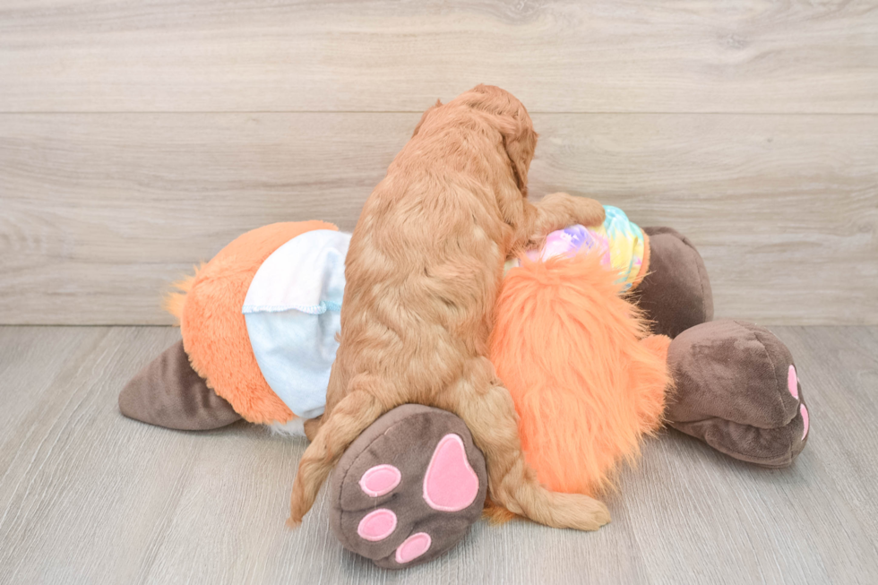 Mini Goldendoodle Puppy for Adoption