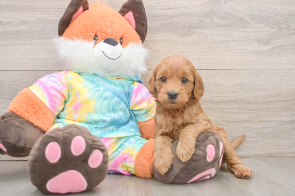 6 week old Mini Goldendoodle Puppy For Sale - Simply Southern Pups