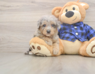 7 week old Mini Goldendoodle Puppy For Sale - Simply Southern Pups