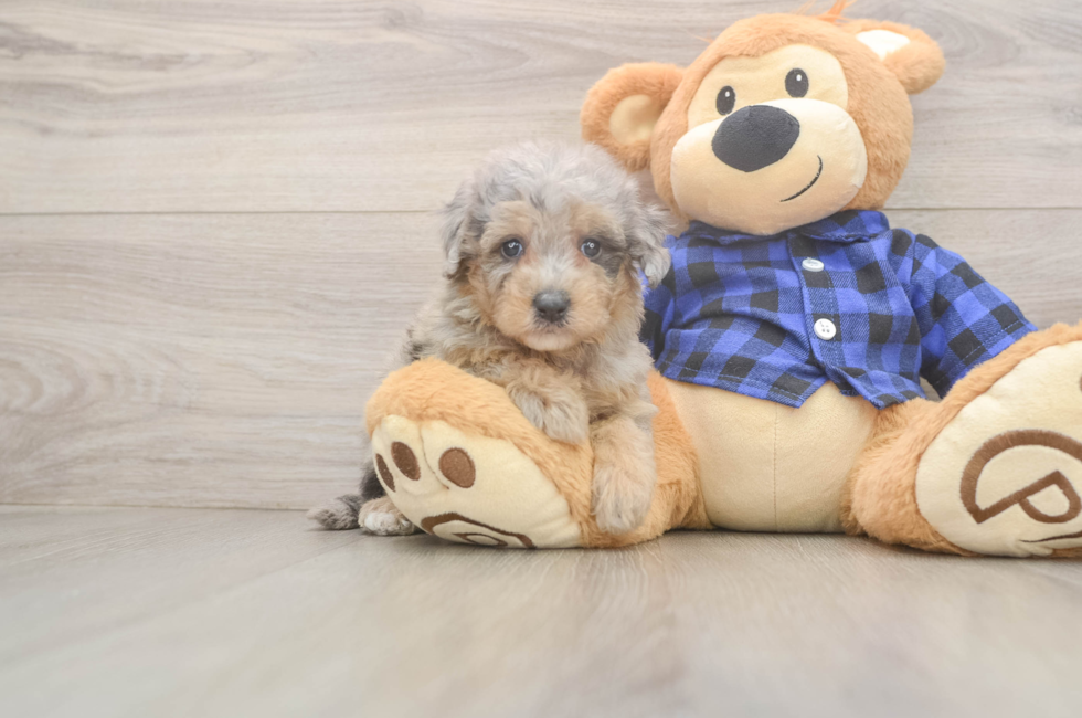 5 week old Mini Goldendoodle Puppy For Sale - Simply Southern Pups