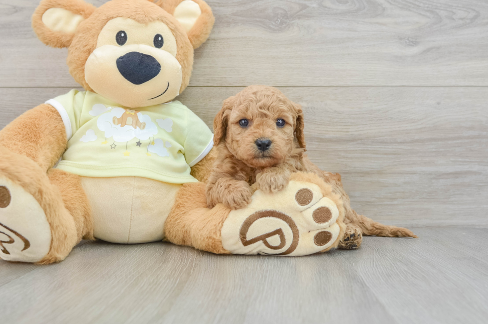 6 week old Mini Goldendoodle Puppy For Sale - Simply Southern Pups