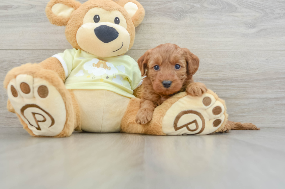 6 week old Mini Goldendoodle Puppy For Sale - Simply Southern Pups