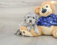 8 week old Mini Goldendoodle Puppy For Sale - Simply Southern Pups