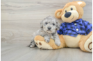 Mini Goldendoodle Pup Being Cute