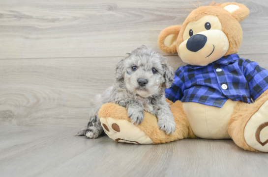 Mini Goldendoodle Pup Being Cute
