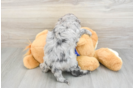 Mini Goldendoodle Pup Being Cute