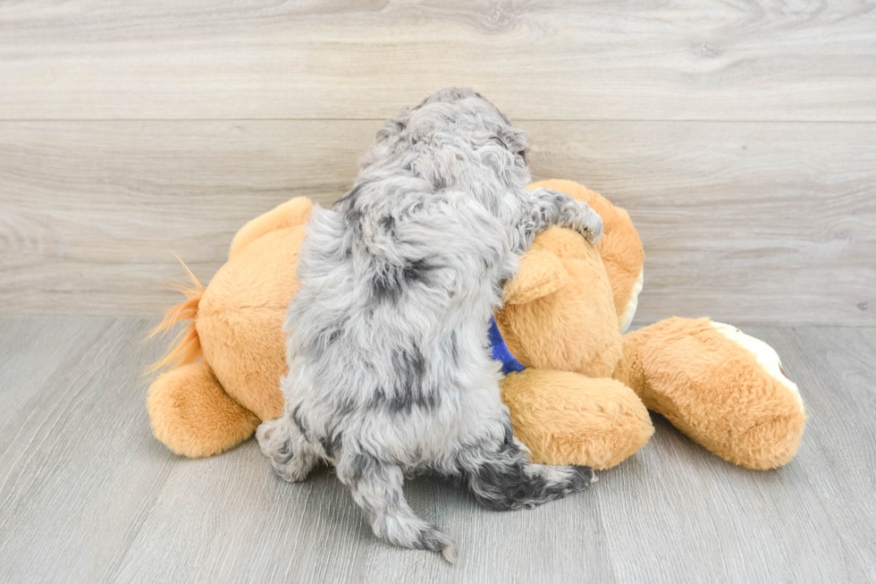 Mini Goldendoodle Pup Being Cute
