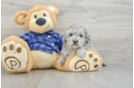 Best Mini Goldendoodle Baby