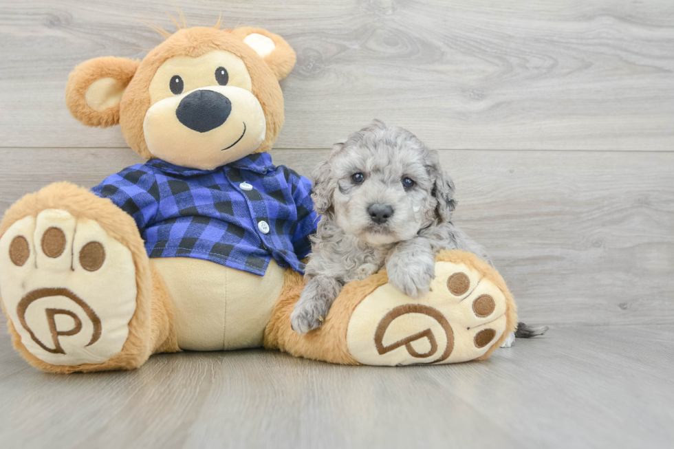 Best Mini Goldendoodle Baby