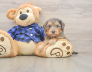 7 week old Mini Goldendoodle Puppy For Sale - Simply Southern Pups