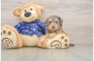 Mini Goldendoodle Puppy for Adoption