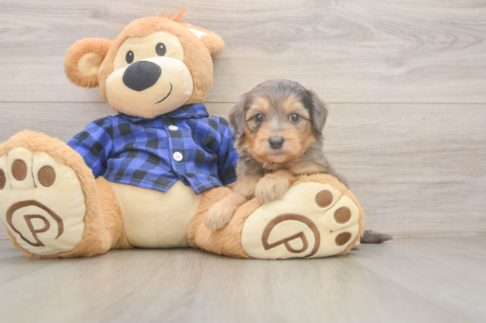 5 week old Mini Goldendoodle Puppy For Sale - Simply Southern Pups