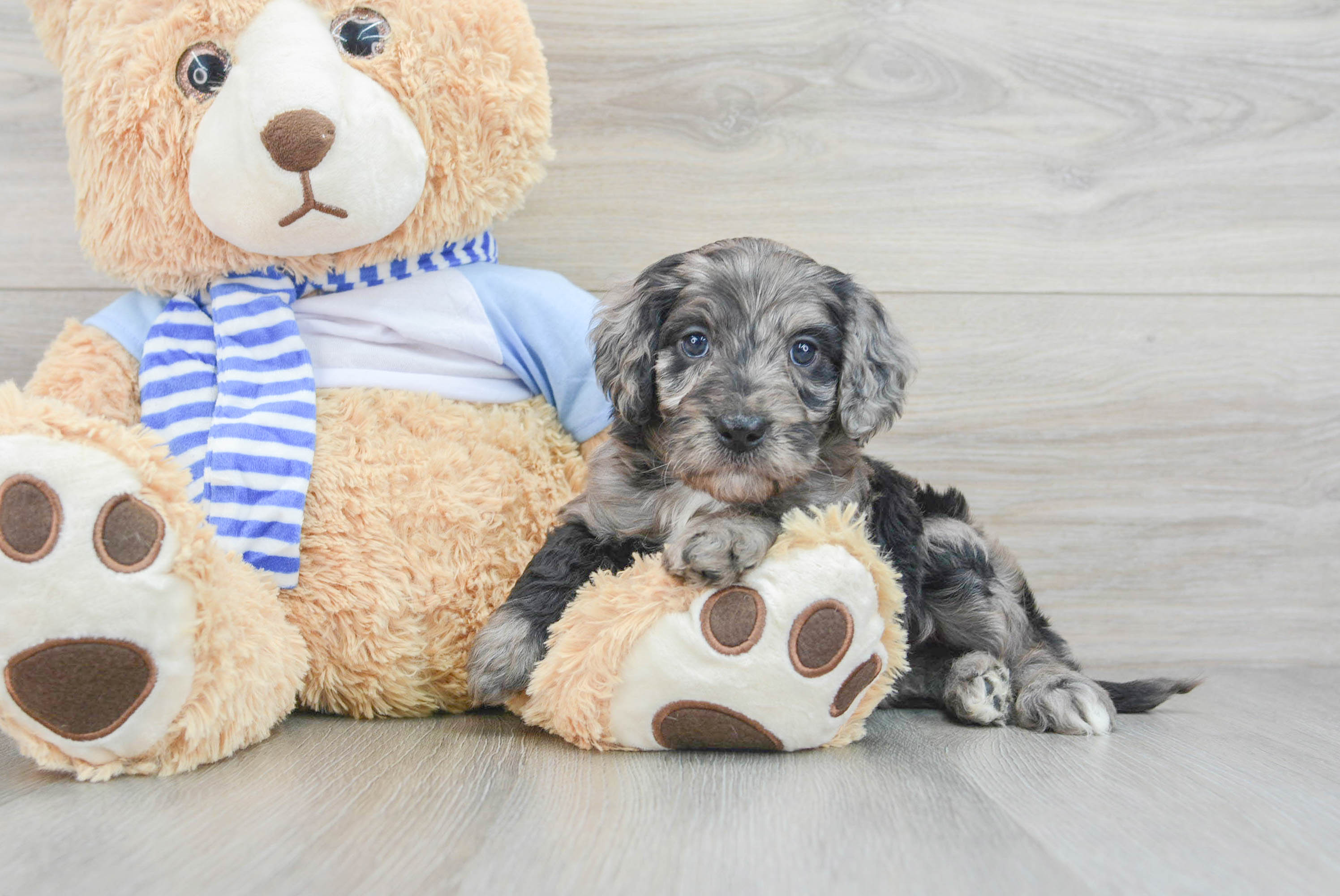 Gray mini hot sale goldendoodle