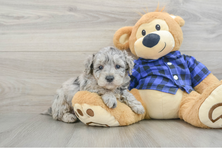 Best Mini Goldendoodle Baby
