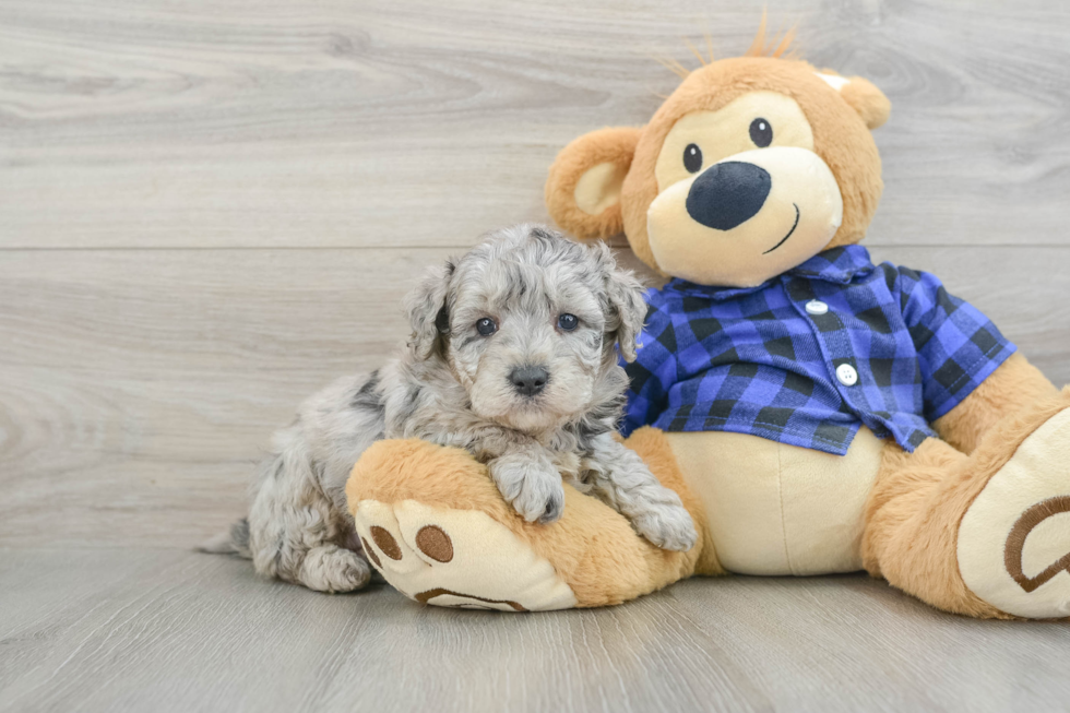 Best Mini Goldendoodle Baby