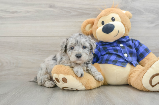 Best Mini Goldendoodle Baby