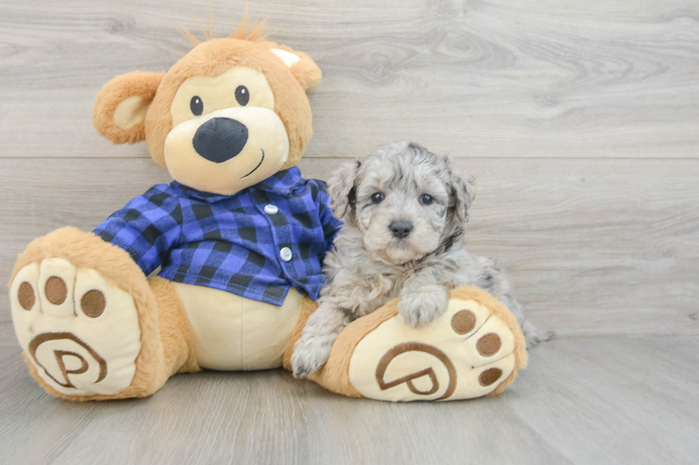 Hypoallergenic Mini Goldiepoo Poodle Mix Puppy