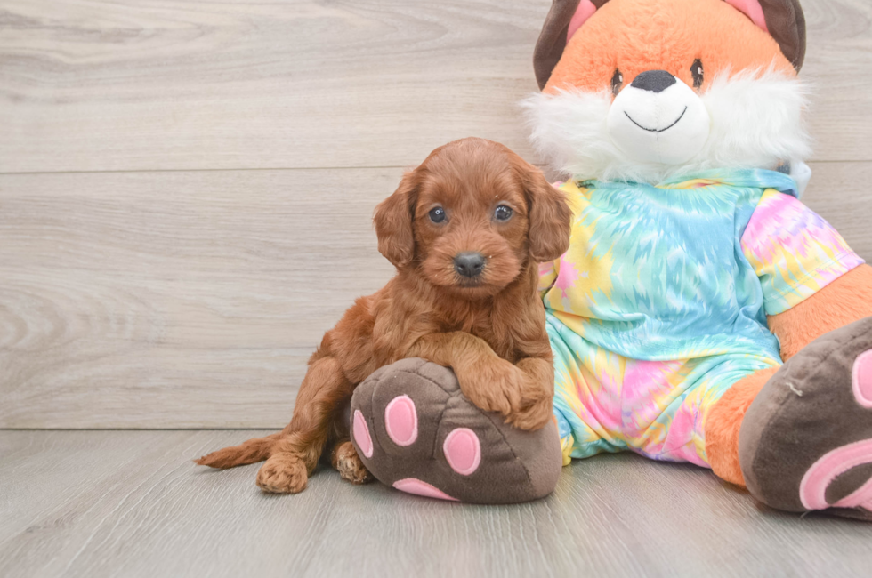 6 week old Mini Goldendoodle Puppy For Sale - Simply Southern Pups