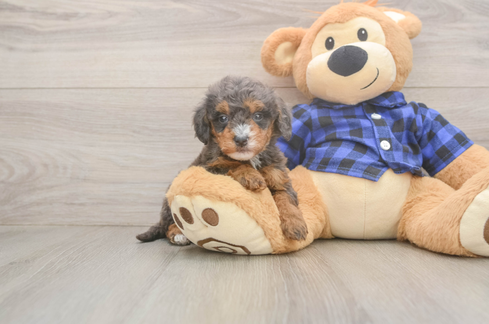 5 week old Mini Goldendoodle Puppy For Sale - Simply Southern Pups