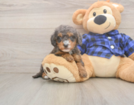 7 week old Mini Goldendoodle Puppy For Sale - Simply Southern Pups 7 week old Mini Goldendoodle Puppy For Sale - Simply Southern Pups