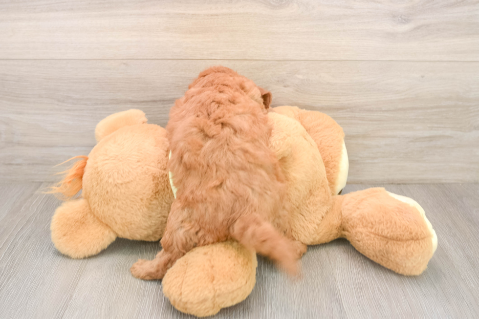 Best Mini Goldendoodle Baby