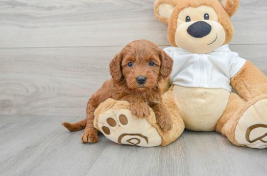 Sweet Mini Goldendoodle Baby