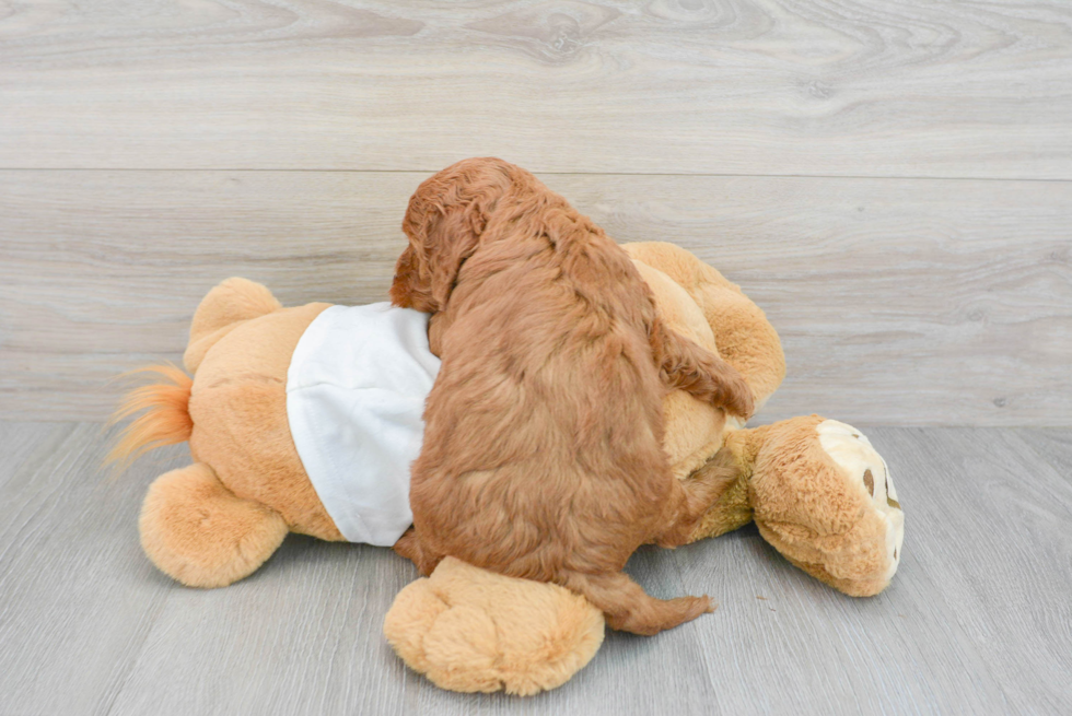 Little Golden Retriever Poodle Mix Puppy
