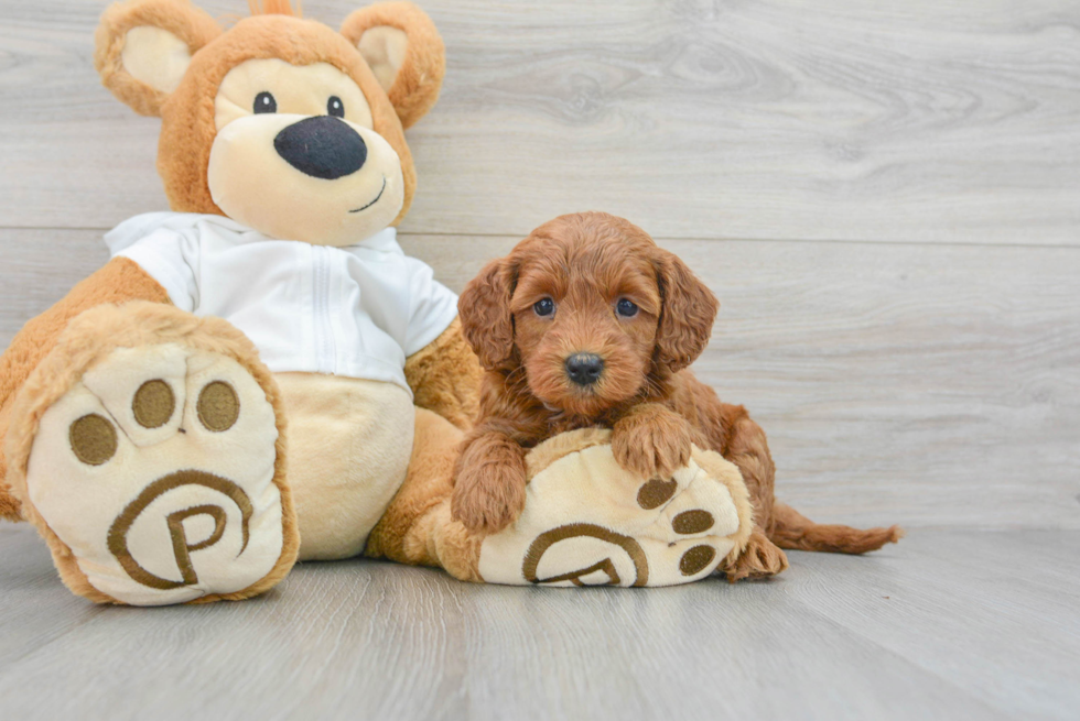 Small Mini Goldendoodle Baby