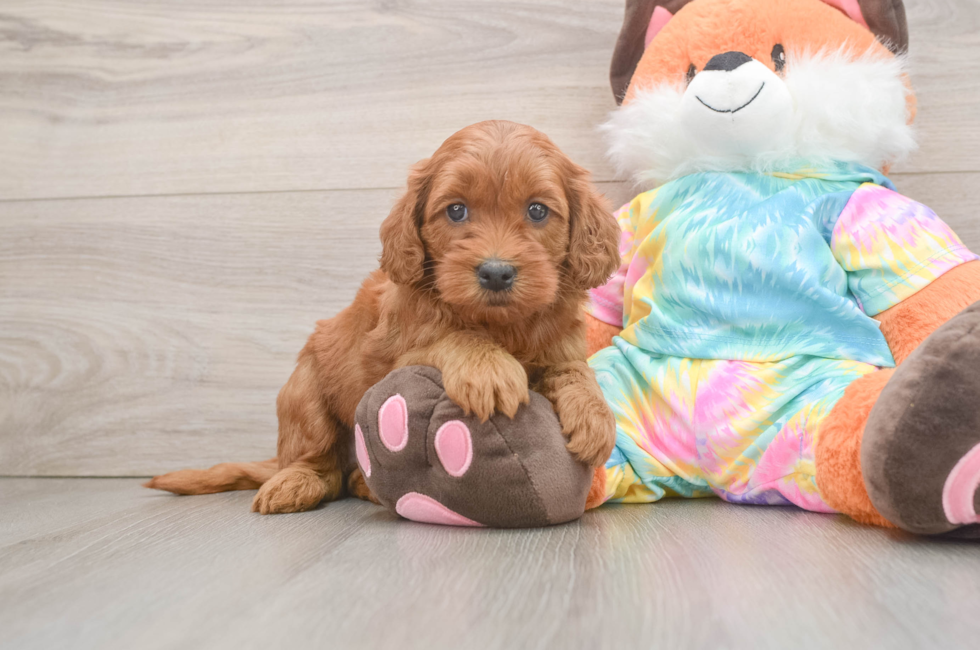 6 week old Mini Goldendoodle Puppy For Sale - Simply Southern Pups