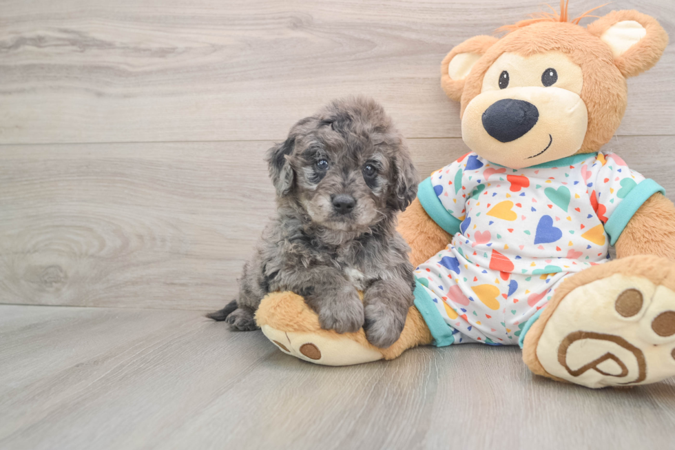 Mini Goldendoodle Pup Being Cute