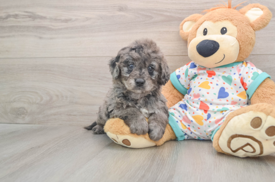 Mini Goldendoodle Pup Being Cute