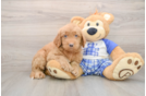 Sweet Mini Goldendoodle Baby