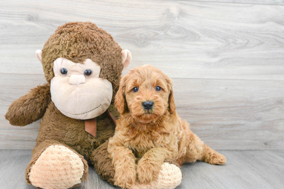 golden retriever poodle mix puppy