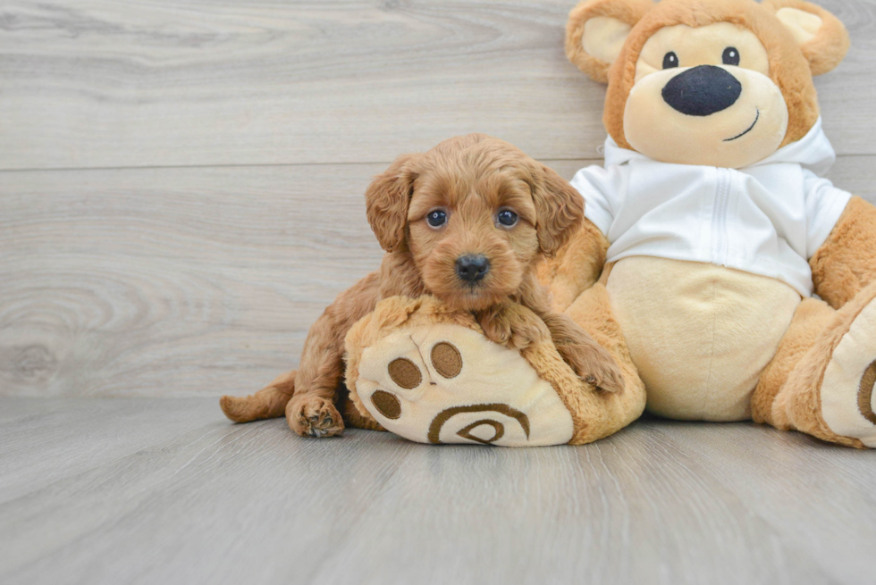 Smart Mini Goldendoodle Poodle Mix Pup