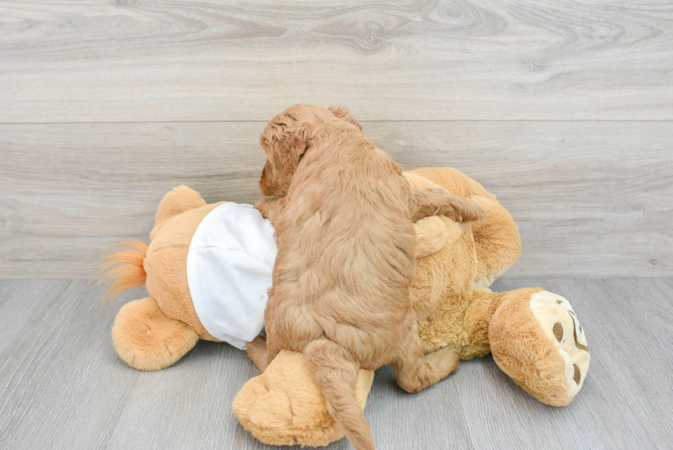 Adorable Golden Retriever Poodle Mix Puppy