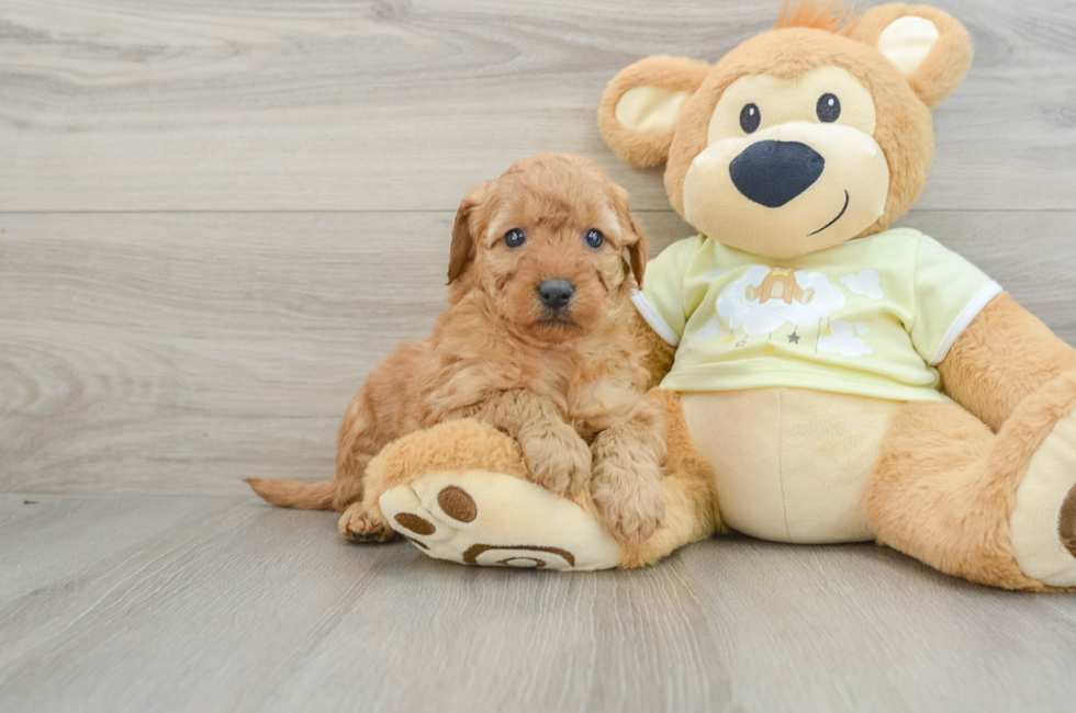 6 week old Mini Goldendoodle Puppy For Sale - Simply Southern Pups