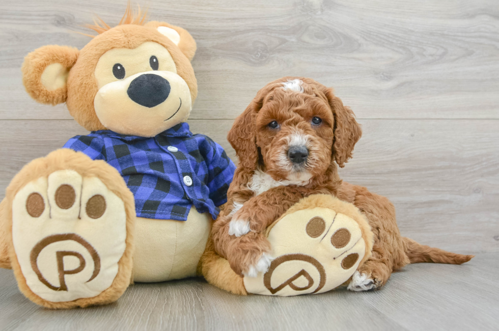 6 week old Mini Goldendoodle Puppy For Sale - Simply Southern Pups